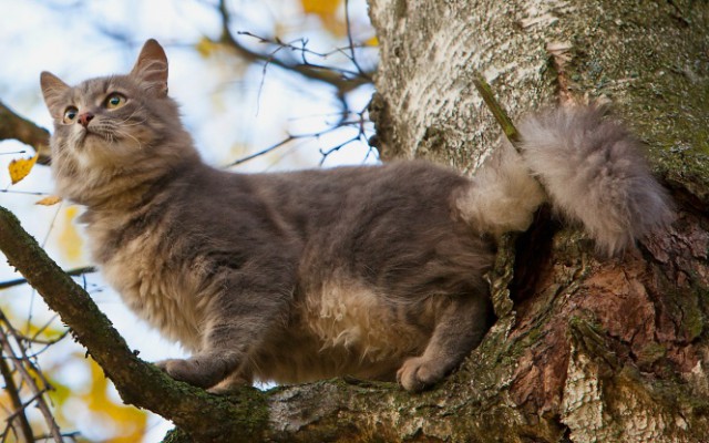 Коты из сети