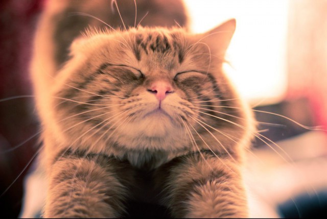 Коты и Кошки