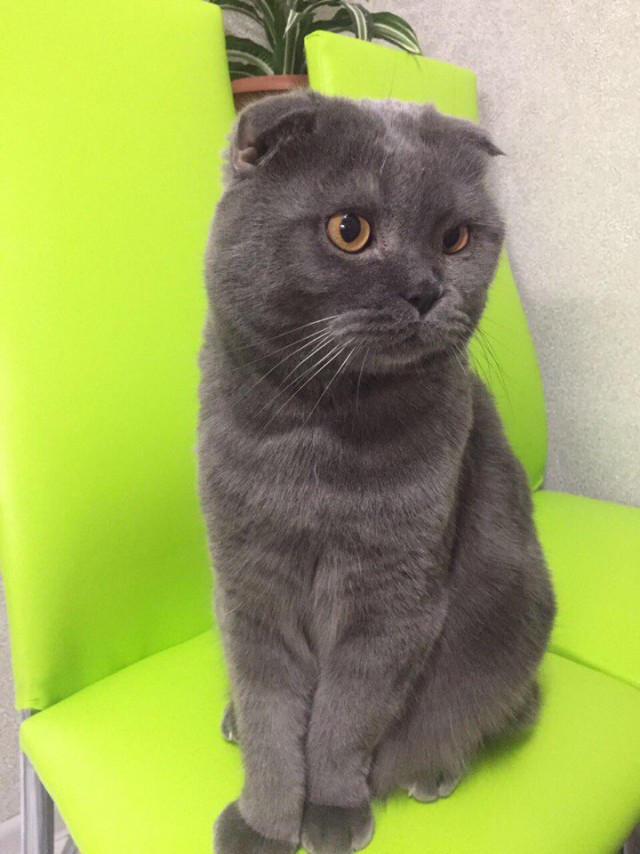 Коты и Кошки