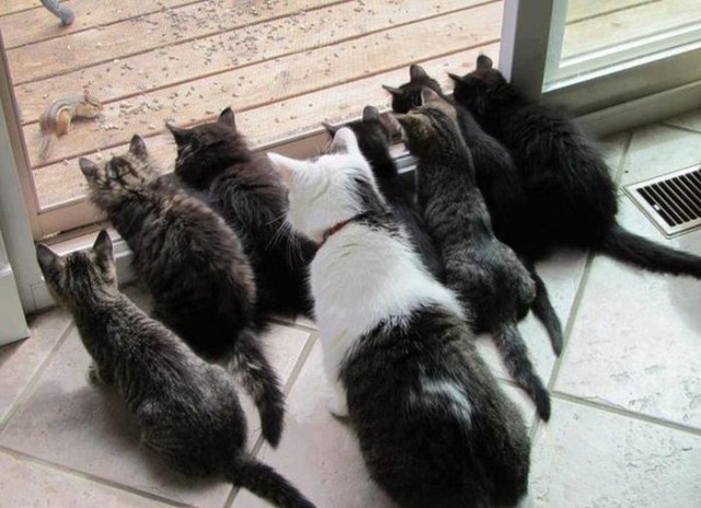 Коты и Кошки