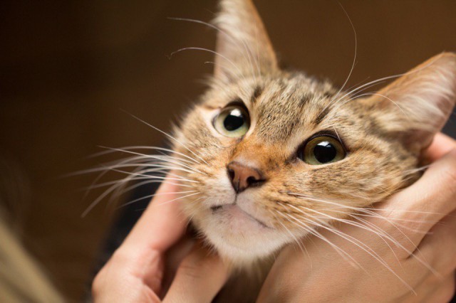 Коты и Кошки