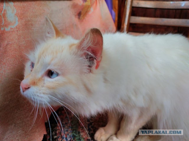 Котовторник 18.07.2017