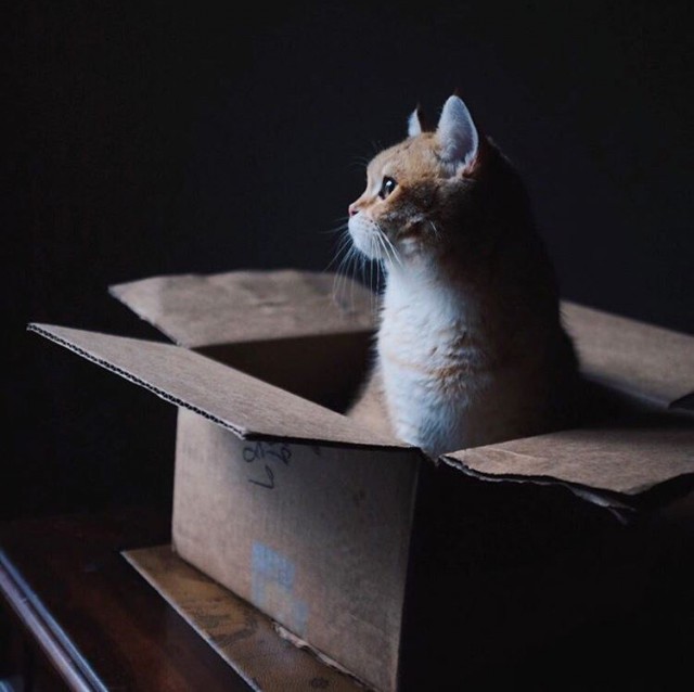Коты и Кошки