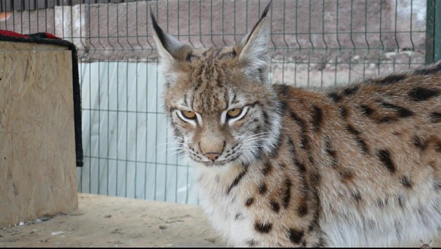 Умер создатель ютуб-каналов Частный экзотариум и BobCat ТВ