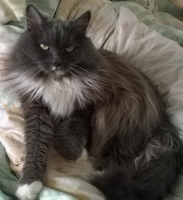 Котовторник  10.10.2017