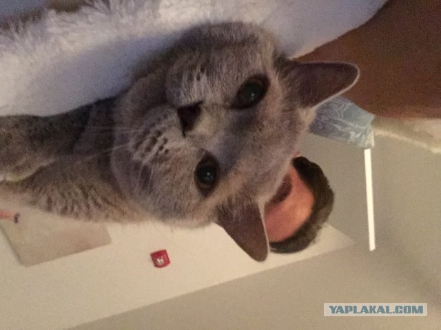 Коты и Кошки