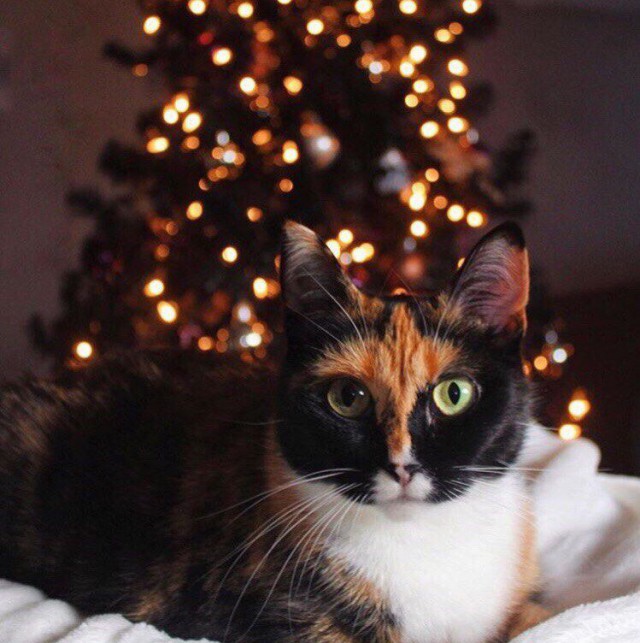 Коты и Кошки