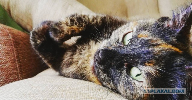 Котовторник 30.01.2018