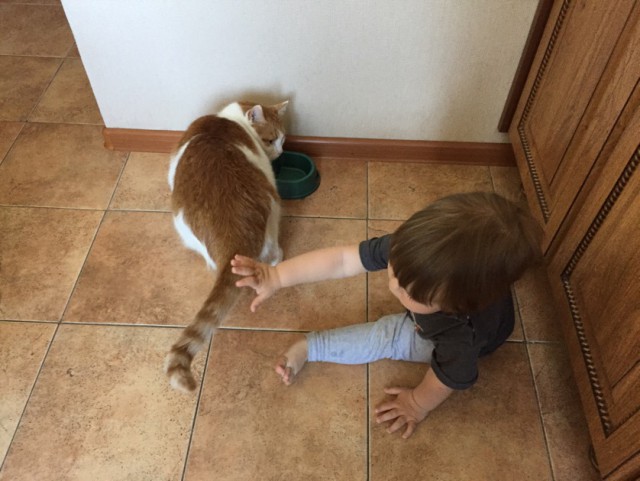 Котовторник 29.5.18
