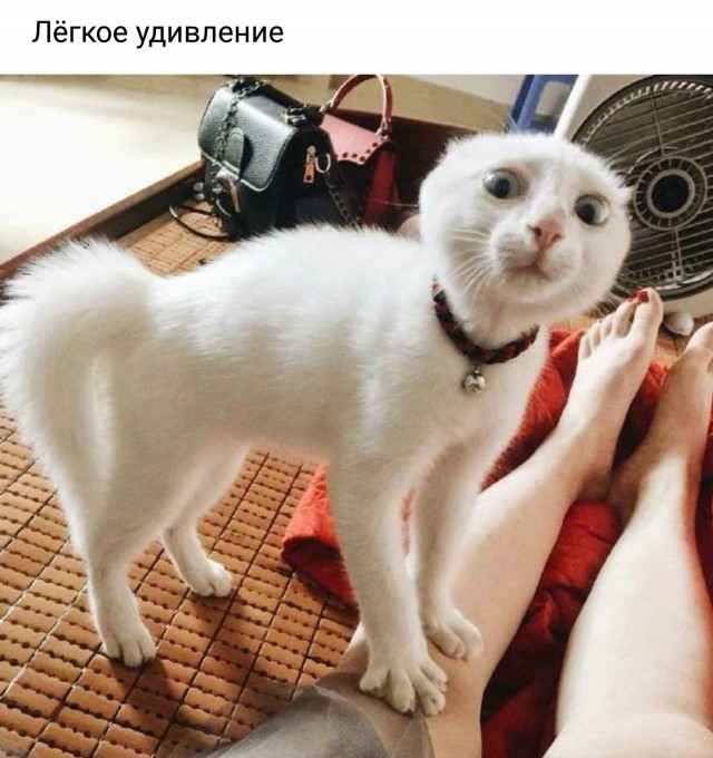 Прикольных котов пост