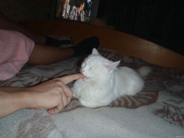 Котовторник!