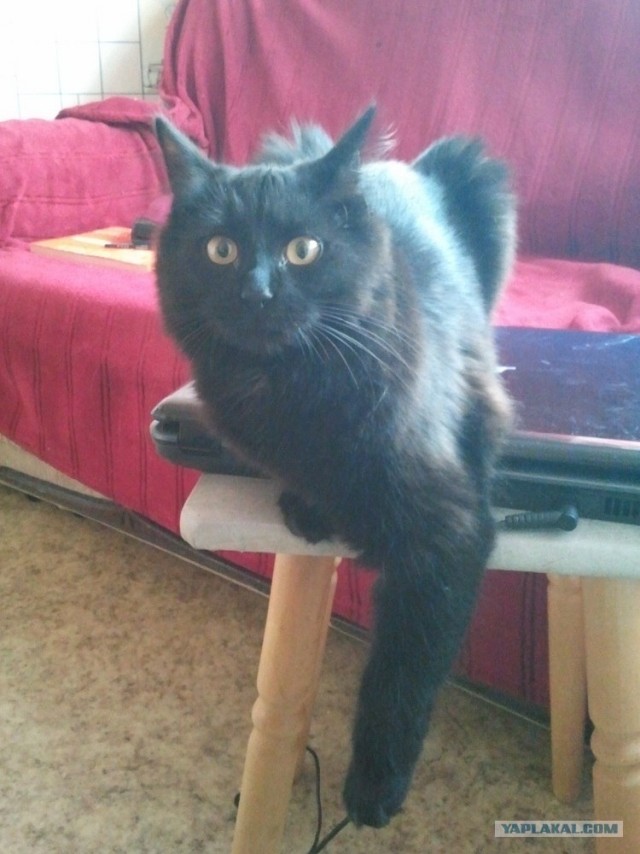 Котовторник (15.05.2012)