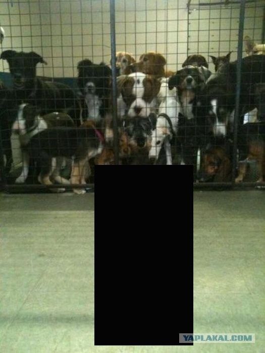 Мастер троллинга