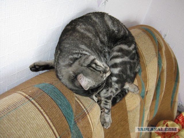 Кошки, которые заснули в самых невообразимых позах