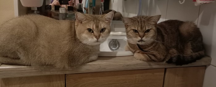 Котовторник *новогодний* 31/12/2019