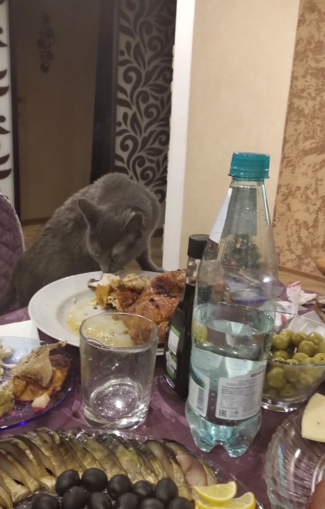 Что любят котики...