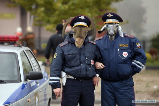 Фотожаба: суровые будни ГИБДД
