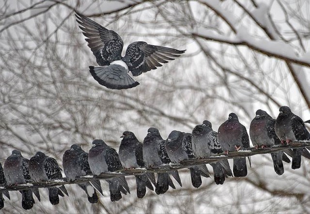 Подборка забавной живности