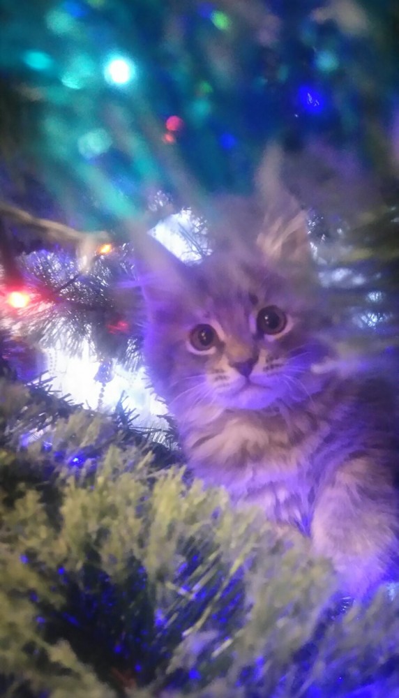 Котовторник. Мои котейки