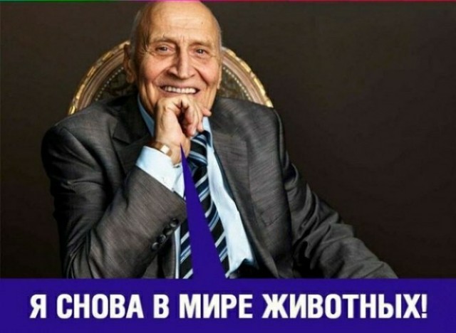 Самки горилл разбушевались