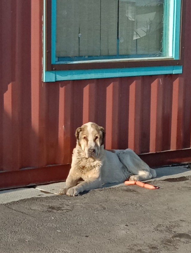 Когда постиг кошачий Дзен