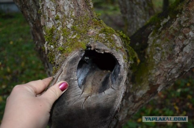 А что значит ваш ник на ЯПе?