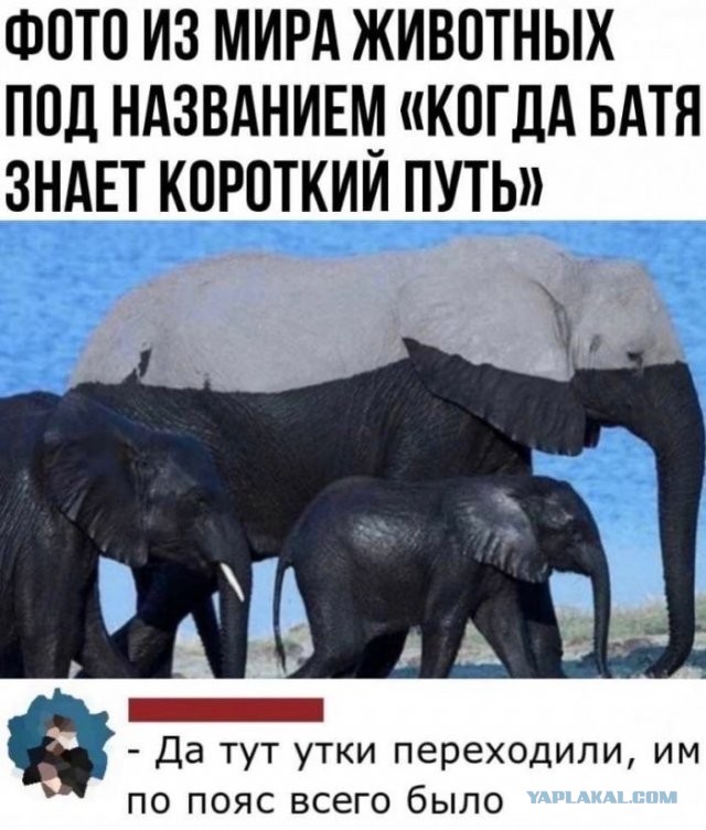 Забавные и веселые картинки