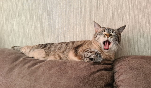 Они для нас - страница в жизни... Котовторник.
