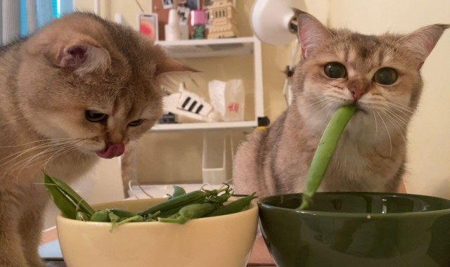 Начну котовторник чуть раньше!