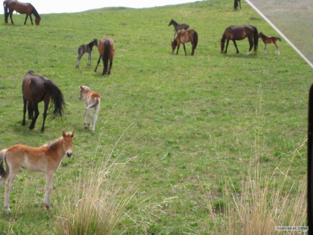 Рыбалка в горах. Плато Ассы.
