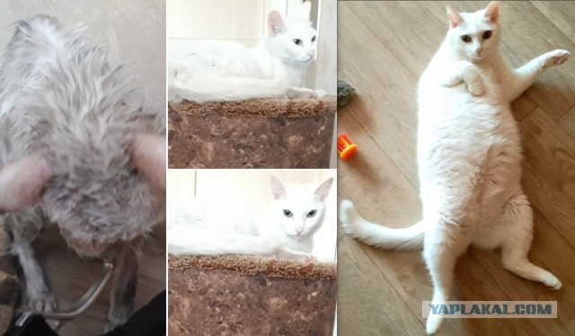 Котоюмор на ЯП. Веселые кото-картинки!