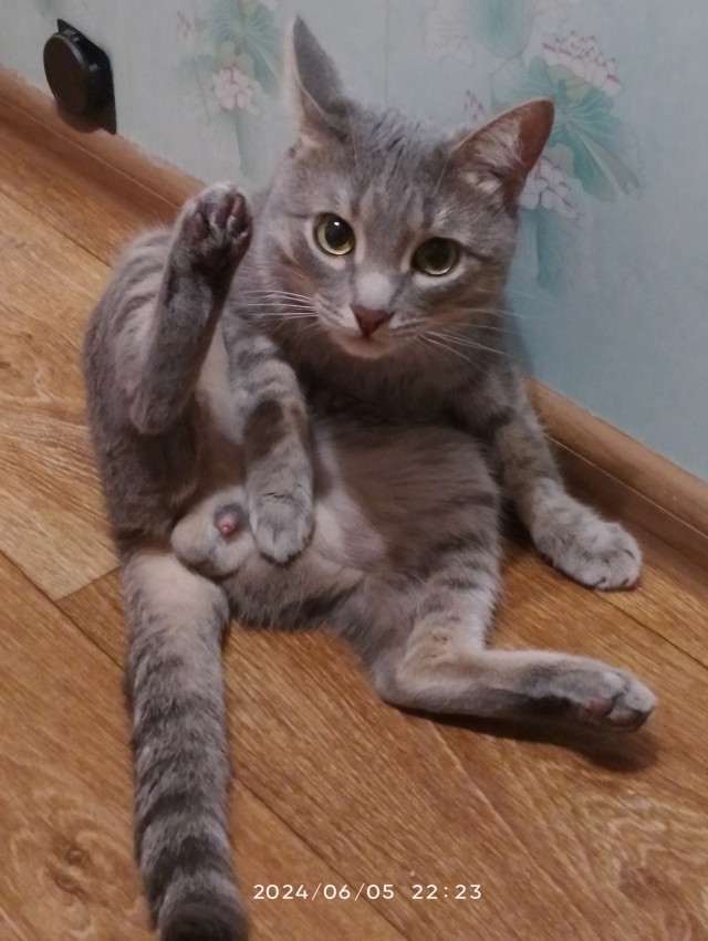 Котовторник