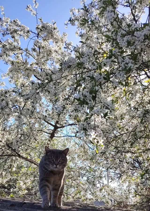 Нефотогеничный кот