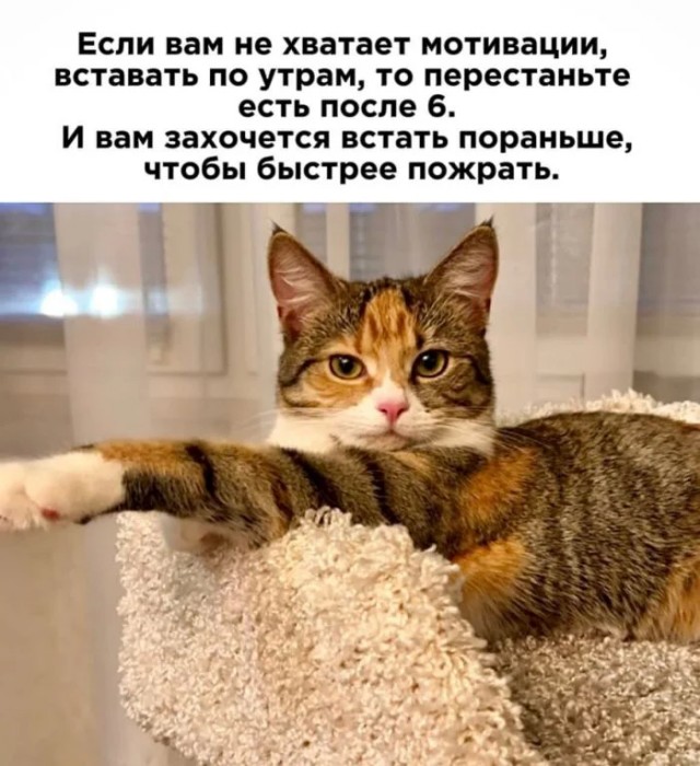 Юмор для тех, кто уже повзрослел и понял, что «гардероб» — это три свитера и джинсы