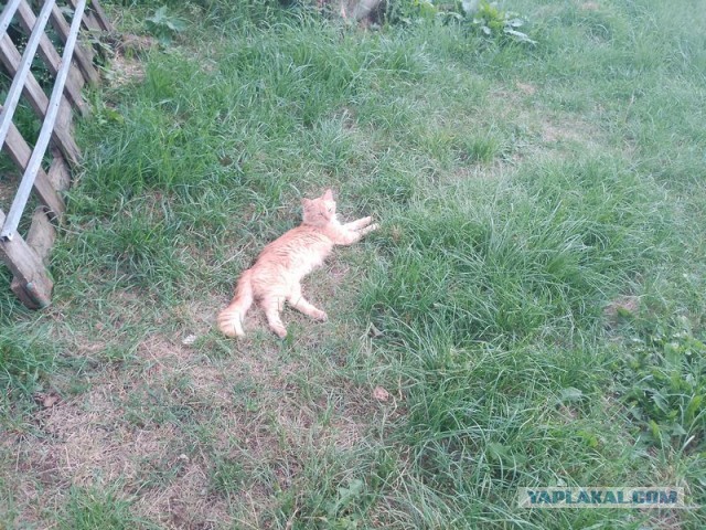 Жизнь домашнего приюта для котеек 557