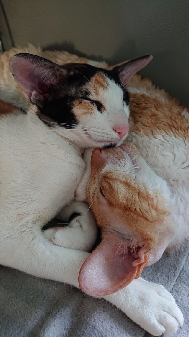 Кошачьи нежности