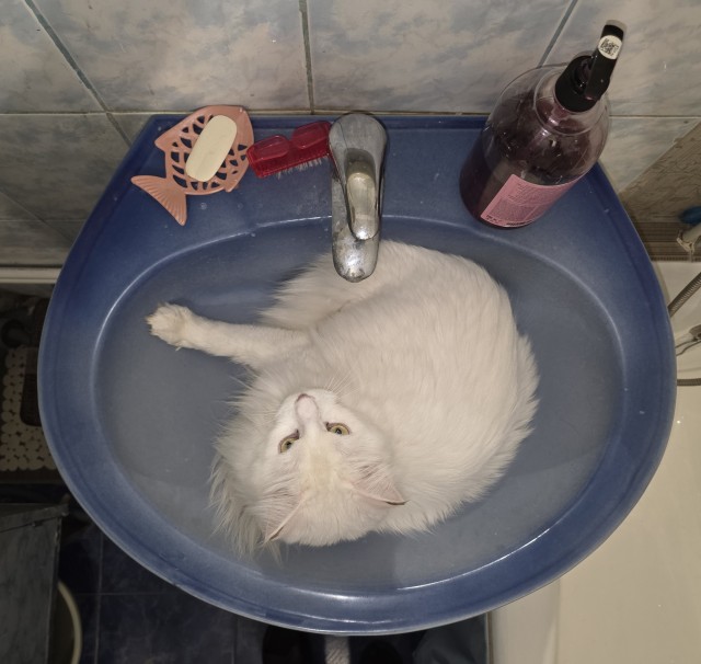МоеЭ Котэ