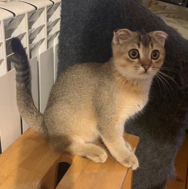 В защиту кошек породы Сфинкс канадский...