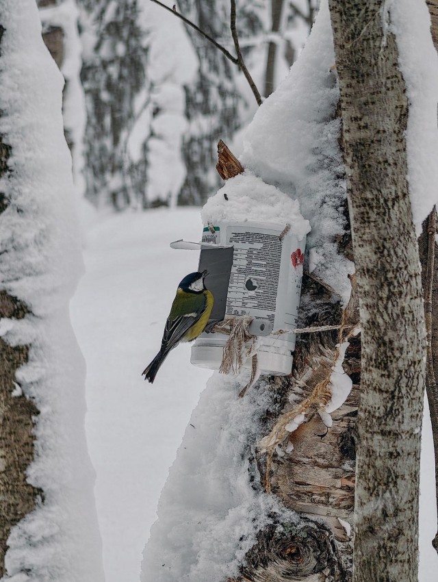 Другой Кировск