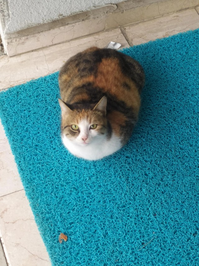 Рандомных фото котов тред
