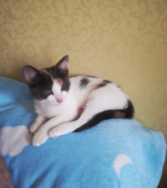 Было — Стало (котовторник)
