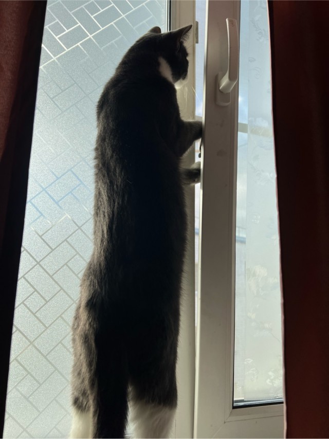 С котовторником!