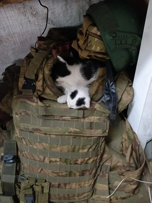 Возлюби кота ближнего своего