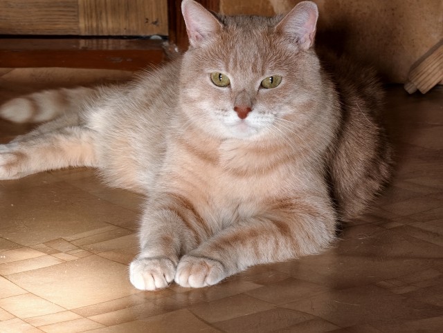 Фотки красивого кота.