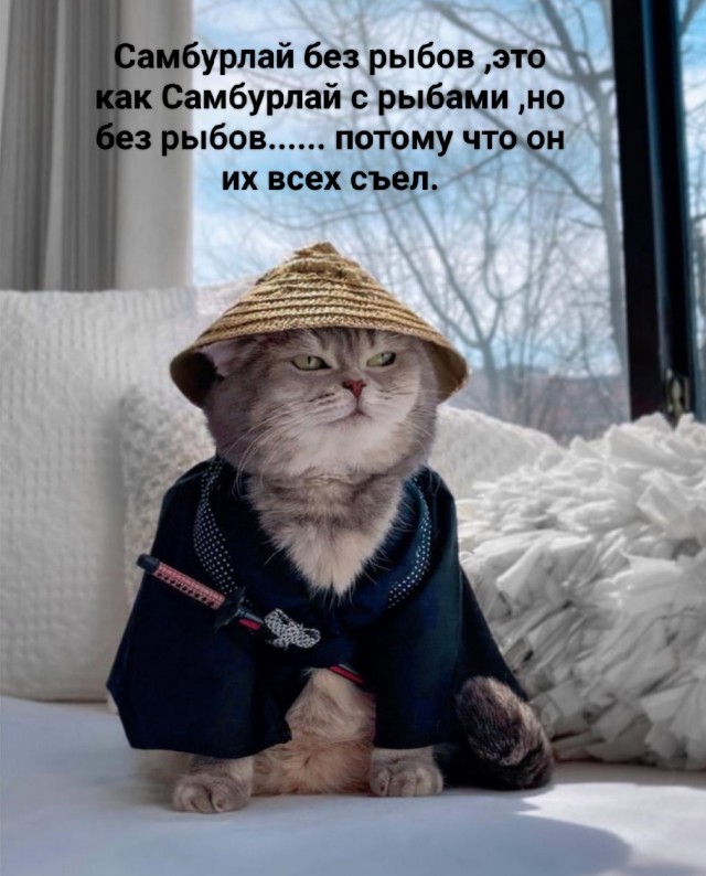 Котовторник. ДР