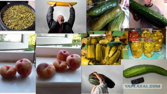 Рай для перфекционистов