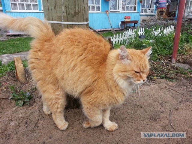 Котовторник 8.10.2013