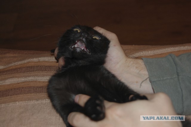 Котовторник  25.03.2014