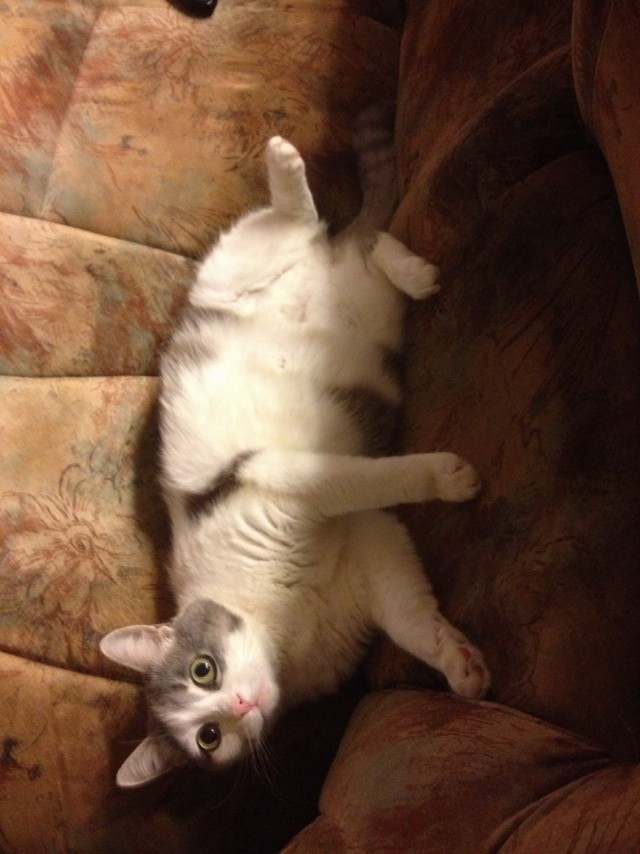 Котовторник 05.03.13