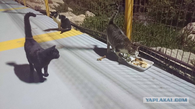 Котовторник   15.04.2014